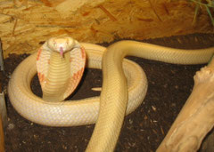 Monokelkobra / NAJA KAOUTHIA (Albino)