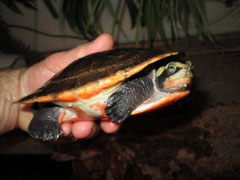 Rote Spitzkopfschildkröte / EMYDURA SUBGLOBOSA