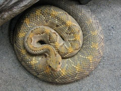 Aruba-Inselklapperschlange / CROTALUS DURISSUS UNICOLOR