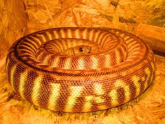 Woma-Python / ASPIDITES RAMSAYI