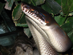 Schwarzer Weisslippenpython / LEIOPYTHON HOSERAE