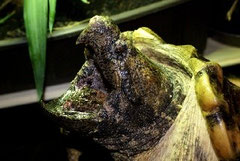 Geierschildkröte / MACROCLEMYS / MACROCHELYS TEMMINCKII