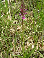 Dactylorhiza elata Lapanouse de Cernon (12) le : 20-05-2004