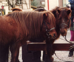 Geschwistershettys Montana und Nobody