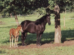 Quarter Horse Stute Stormy Sailin