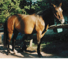 Quarter Horse Stute Lysa