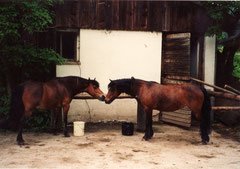 Welsh-Ponys Fritzi und Fränzi