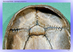 Herzseeigel-Sklett (Spatangus purpureus)