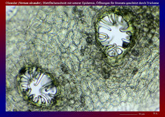 Oleander (Nerium oleander), Blattflächenschnitt mit unterer Epidermis, Öffnungen für Stomata-geschützt durch Trichome-ca. 150x