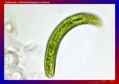 Euglena spec., Pelliculastreifung gut zu erkennen-ca. 600x