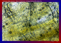 Teestrauch (Thea sinensis), Blatt mit Idioblasten, wichtiges Merkmal für echten Tee-ca. 150x