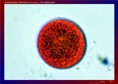 Blutregenalge (Haematococcus spec.), rote Aplanospore-ca. 600x