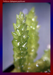 Torfmoos (Sphagnum papillosum)-ca. 20x