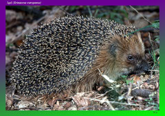 Igel (Erinaceus europaeus)