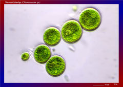 Wasser-Grünalge (Chlorococcum sp.) - ca. 600x