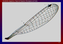 Kleinlibelle, Flügel mit Flügelmal (Pterostigma) und Nodus