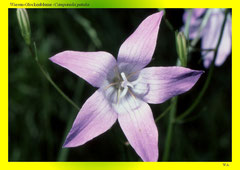 Wiesen-Glockenblume (Campanula patula)