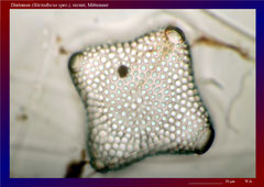 Diatomee (Stictodiscus spec.)-ca. 300x