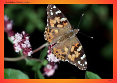 Distelfalter (Vanessa cardui)