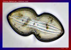 Diatomee (Diploneis spec.), Mittelmeer, rezent-ca. 600x