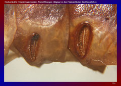 Nashornkäfer (Oryctes nasicornis), Atemöffnungen (Stigma) in den Flankenhäuten des Hinterleibes-ca. 20x