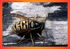 Deutsche Wespe (Vespula germanica)