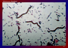 Bakterien aus "Heuaufguss"-ca. 600x