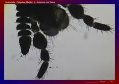Haarmücke (Dilophus febrilis), ♀, Antennen und Taster-ca. 70x