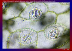 Hohes Helmkraut (Scutellaria altissima), untere Blattepidermis mit Spaltöffnungen (diacytisch)-ca. 300x