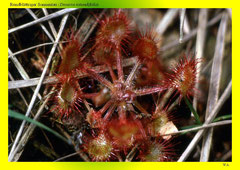 Rundblättriger Sonnentau (Drosera rotundifolia)