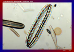 Diatomee (Surirella spec.)-ca. 150x