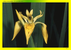 Gelbe-Schwertlilie (Iris pseudacorus)