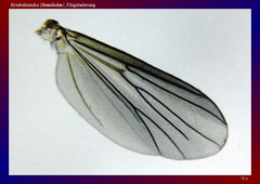 Kriebelmücke (Simuliidae), Flügeladerung-ca. 20x