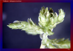 Torfmoos (Sphagnum tenellum) - ca. 20x 