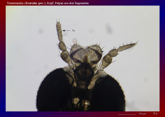 Trauermücke (Sciaridae spec.), Kopf, Palpen aus drei Segmenten-ca. 70x