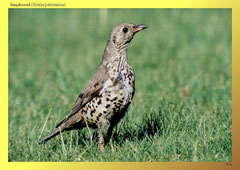 Singdrossel (Turdus philomelos)