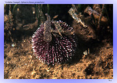 Violetter Seeigel (Sphaerechinus granularis)