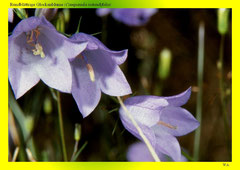 Rundblättrige Glockenblume (Campanula rotundifolia)