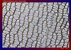 Torfmoos (Sphagnum fallax), Wasserzellen - ca. 300x 