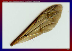 Deutsche Wespe (Vespula germanica), Vorderflügel, Flügeladerung