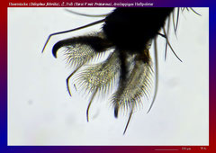 Haarmücke (Dilophus febrilis), ♂, Fuß (Tarsi V mit Prätarsus), dreilappiges Haftpolster-ca. 70x