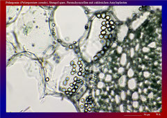 Pelargonie (Pelargonium zonale), Stengel quer, Parenchymzellen mit zahlreichen Amyloplasten-ca. 150x 