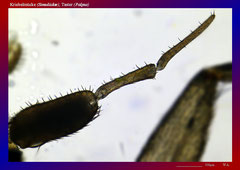 Kriebelmücke (Simuliidae), Taster (Palpus)-ca. 70x