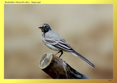 Bachstelze (Motacilla alba), Jungvogel