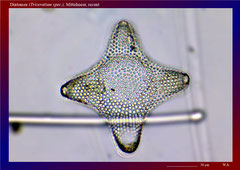 Diatomee (Triceratium spec.),-ca. 300x