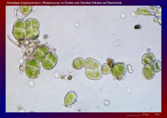 Grünalgen (Apatococcus o. Pleurococcus) in Diaden und Tetraden-Paketen auf Baumrinde-ca. 600x