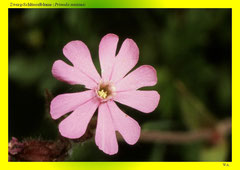 Zwerg-Schlüsselblume (Primula minima)