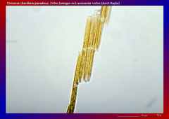 Diatomee (Bacillaria paradoxa), Zellen bewegen sich aneinander vorbei (durch Raphe)-ca. 300x