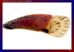 Beerenwanze (Dolycoris baccarum) - Vorderflügel 