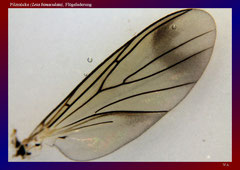 Pilzmücke (Leia bimaculata), Flügeladerung-ca. 20x